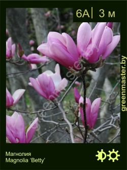 Изображение: магнолия гибридная (magnolia × hybrida) 'betty'