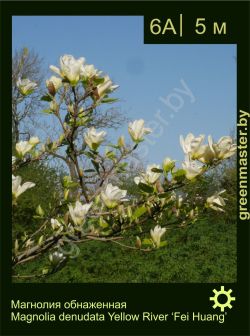 Изображение: магнолия обнаженная (magnolia denudata) 'fei huang'