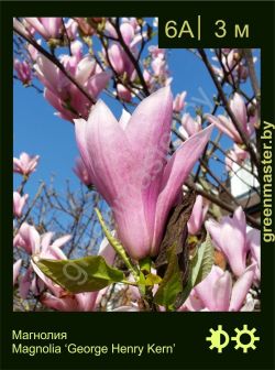 Изображение: магнолия гибридная (magnolia × hybrida) 'george henry kern'
