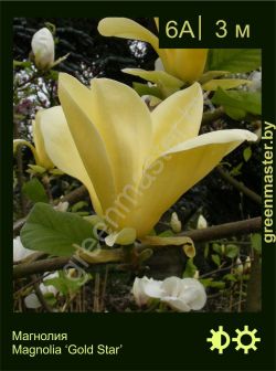 Изображение: магнолия гибридная (magnolia × hybrida) 'gold star'