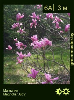 Изображение: магнолия гибридная (magnolia × hybrida) 'judy'