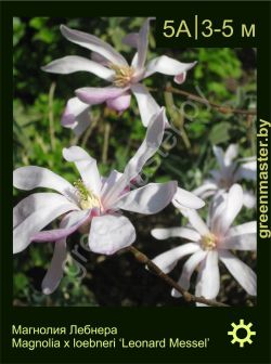 Изображение: магнолия Лебнера (magnolia × loebneri) 'leonard messel'