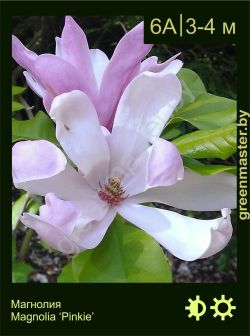 Изображение: магнолия гибридная (magnolia × hybrida) 'pinkie'