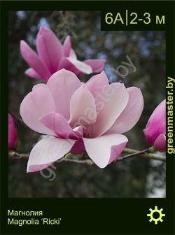 Изображение: магнолия гибридная (magnolia × hybrida) 'ricki'