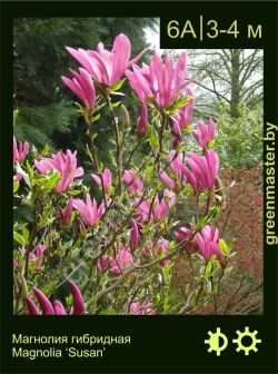 Изображение: магнолия гибридная (magnolia × hybrida) 'susan'