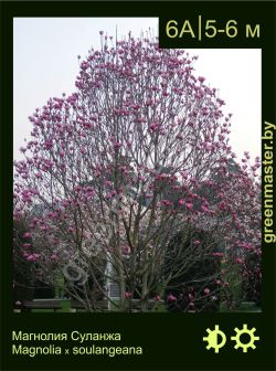 Изображение: магнолия Суланжа (magnolia × soulangeana)