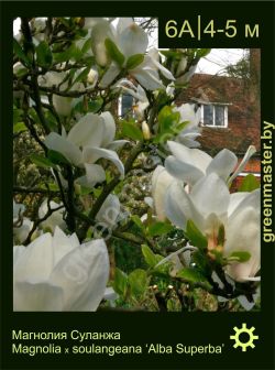Изображение: магнолия Суланжа (magnolia × soulangeana) 'alba superba'