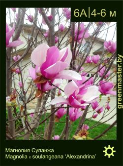 Изображение: магнолия Суланжа (magnolia × soulangeana) 'alexandrina'