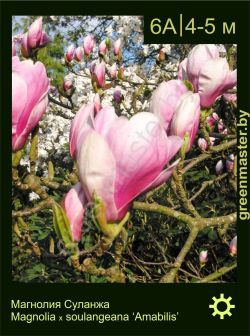 Изображение: магнолия Суланжа (magnolia × soulangeana) 'amabilis'