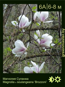 Изображение: магнолия Суланжа (magnolia × soulangeana) 'brozzoni'