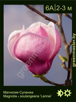 Изображение: магнолия Суланжа (magnolia × soulangeana) 'lennei'