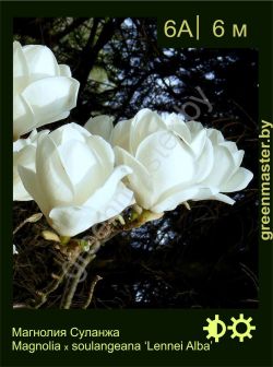 Изображение: магнолия Суланжа (magnolia × soulangeana) 'lennei alba'