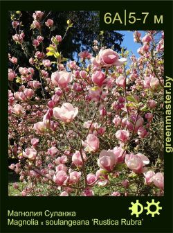 Изображение: магнолия Суланжа (magnolia × soulangeana) 'rustica rubra'