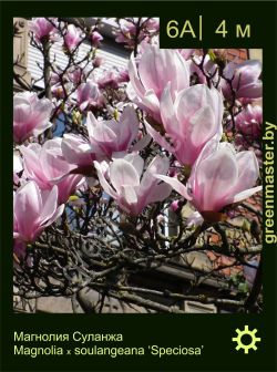 Изображение: магнолия Суланжа (magnolia × soulangeana) 'speciosa'
