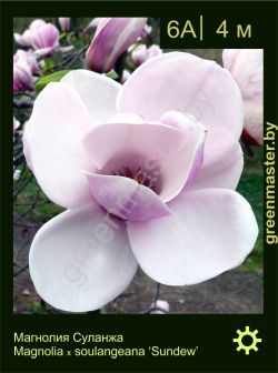 Изображение: магнолия Суланжа (magnolia × soulangeana) 'sundew'