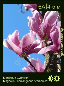 Изображение: магнолия Суланжа (magnolia × soulangeana) 'verbanica'