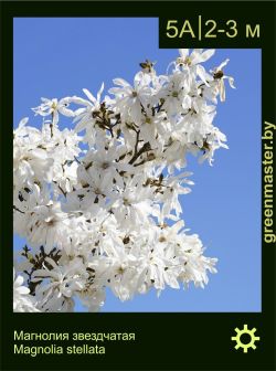 Изображение: магнолия звездчатая (magnolia stellata)