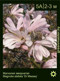 Изображение: магнолия звездчатая (magnolia stellata) 'dr massey'