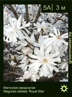 Изображение: магнолия звездчатая (magnolia stellata) 'royal star'