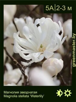 Изображение: магнолия звездчатая (magnolia stellata) 'waterlily'