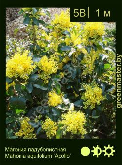 Изображение: магония падуболистная (mahonia aquifolium) 'apollo'