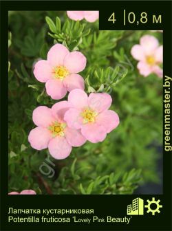Изображение: лапчатка кустарниковая (potentilla fruticosa) 'lovely pink beauty'