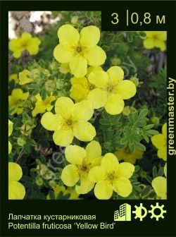 Изображение: лапчатка кустарниковая (potentilla fruticosa) 'yellow bird'