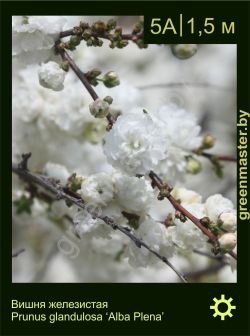 Изображение: вишня железистая (prunus glandulosa) 'alba plena'