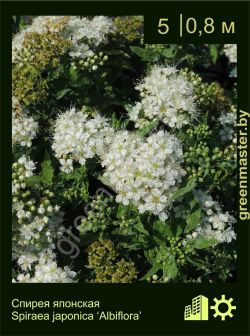 Изображение: спирея японская (spiraea japonica) 'albiflora'