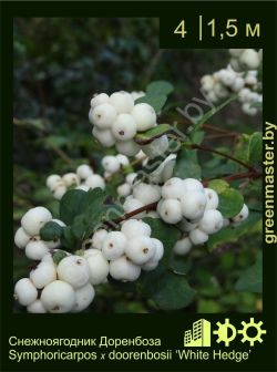 Изображение: снежноягодник Доренбоза (symphoricarpos × doorenbosii) 'white hedge'