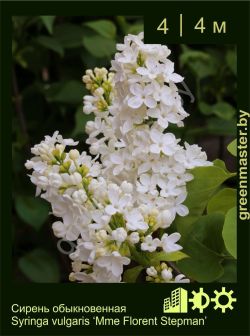 Изображение: сирень обыкновенная (syringa vulgaris) 'mme florent stepman'
