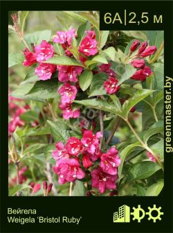 Изображение: вейгела гибридная (weigela × hybrida) 'bristol ruby'