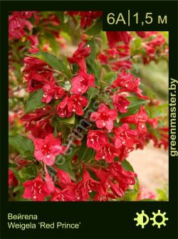 Изображение: вейгела гибридная (weigela × hybrida) 'red prince'