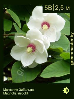 Изображение: магнолия Зибольда (magnolia sieboldii)