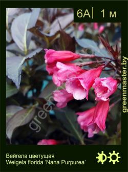 Изображение: вейгела цветущая (weigela florida) 'nana purpurea'