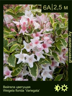 Изображение: вейгела цветущая (weigela florida) 'variegata'