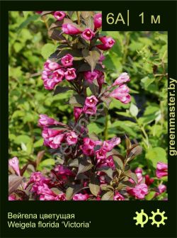 Изображение: вейгела цветущая (weigela florida) 'victoria'