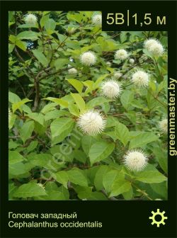 Изображение: цветоголовник западный (cephalanthus occidentalis)