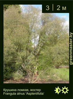 Изображение: крушина ломкая (frangula alnus) 'aspleniifolia'