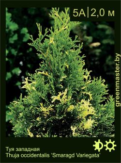 Изображение: туя западная (thuja occidentalis) 'smaragd variegata'