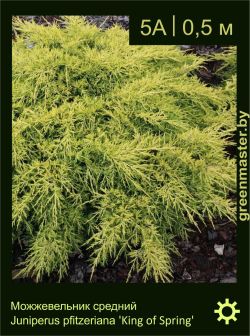 Изображение: можжевельник средний (juniperus × pfitzeriana) 'king of spring'