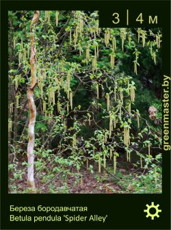 Изображение: береза бородавчатая (betula pendula) 'spider alley'