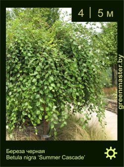 Изображение: береза черная (betula nigra) 'summer cascade'