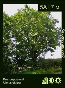 Изображение: вяз шершавый (ulmus glabra)