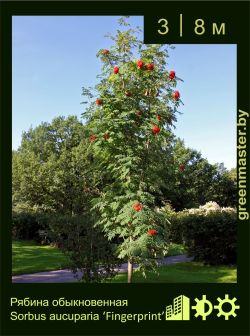 Изображение: рябина обыкновенная (sorbus aucuparia) 'fingerprint'