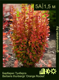 Изображение: барбарис Тунберга (berberis thunbergii) 'orange rocket'