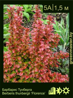 Изображение: барбарис Тунберга (berberis thunbergii) 'florence'