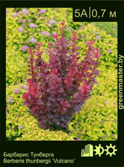 Изображение: барбарис Тунберга (berberis thunbergii) 'vulcano'