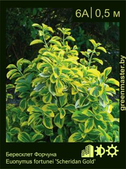 Изображение: бересклет Форчуна (euonymus fortunei) 'scheridan gold'