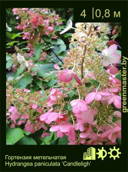 Изображение: гортензия метельчатая (hydrangea paniculata) 'candlelight'